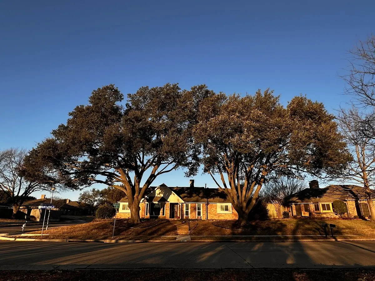 Established residential canopy tree shading a home in Yoder
